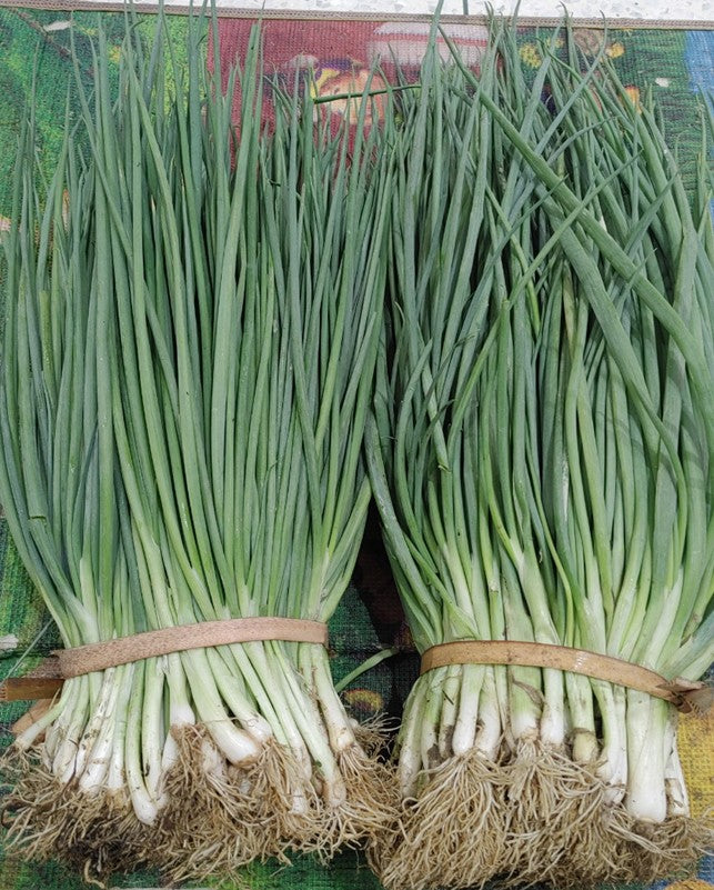 파단한 1kg (조선대파, 일반파, 쪽파중 선택) green onion 1kg – EgRúm
