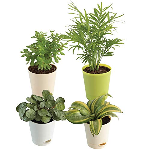indoor plants ugaoo Ugaoo Desk Plant for Home & Office